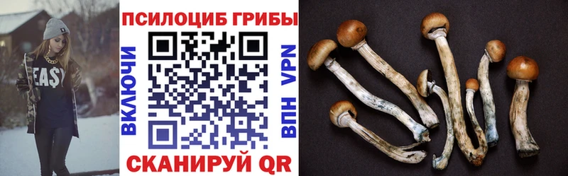 Псилоцибиновые грибы Psilocybe  кракен как зайти  Холм 